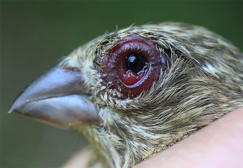 finch eye disease treatment